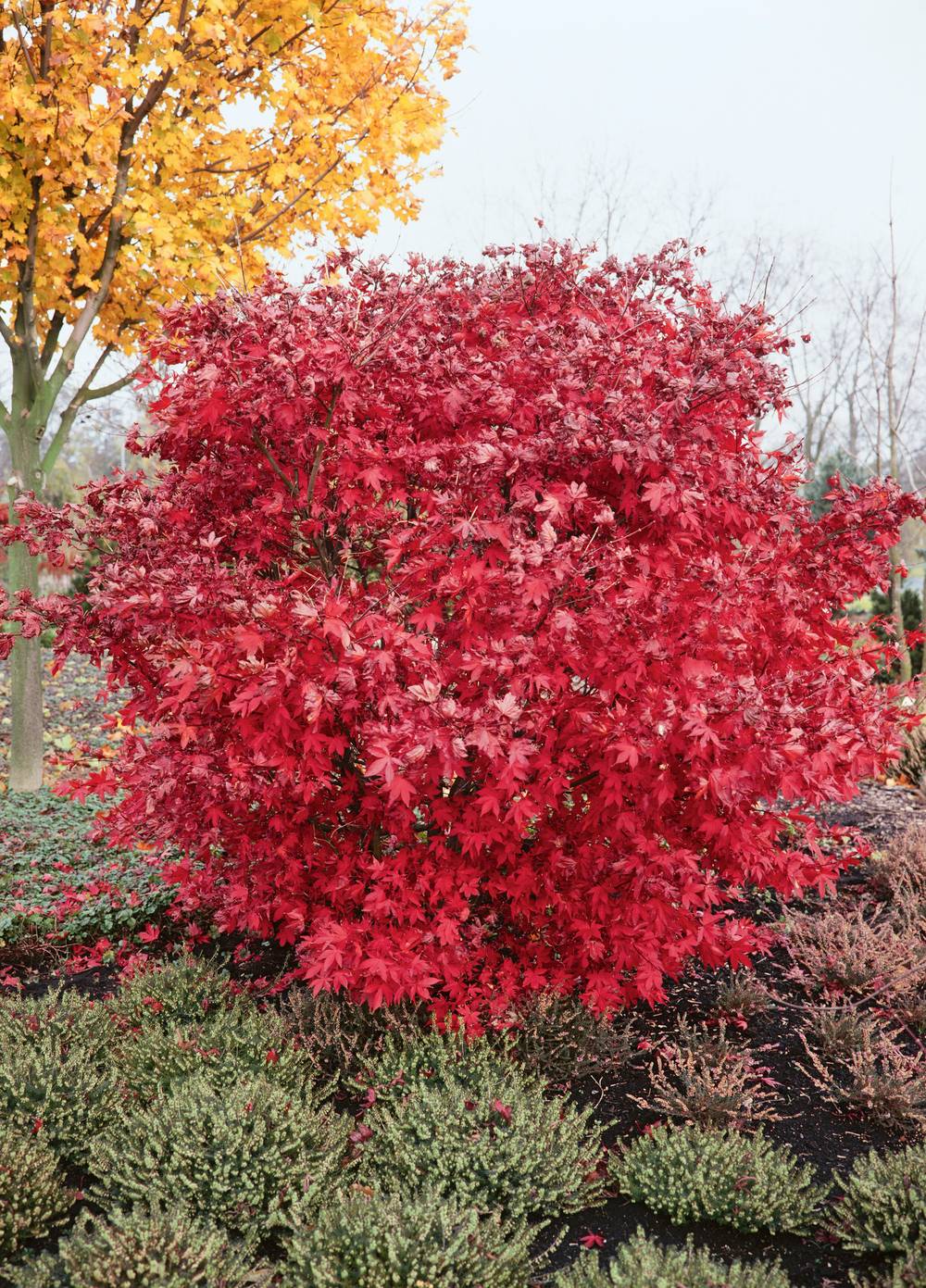 Acer palmatum 'Shaina' - Érable du Japon