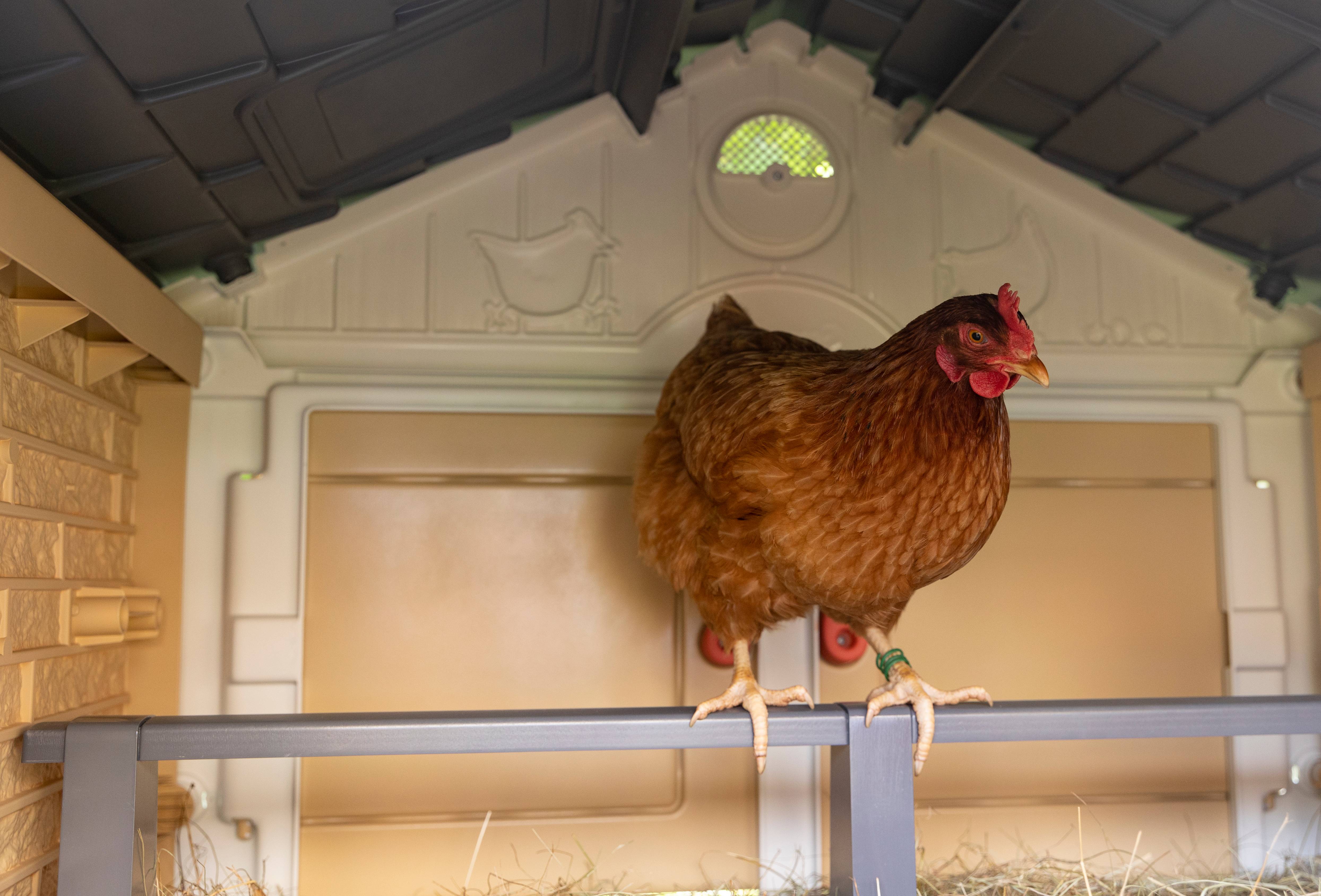 Smoby - Poulailler Cluck Cluck Cottage MIJ 5 poules en plastique recyclé - Smoby - Image 8