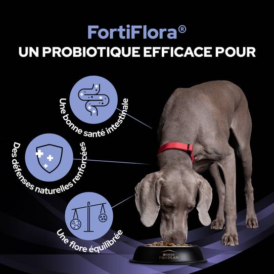 Purina Pro Plan - PRO PLAN FortiFlora - 30 g - Formule pour chiens - Image 3