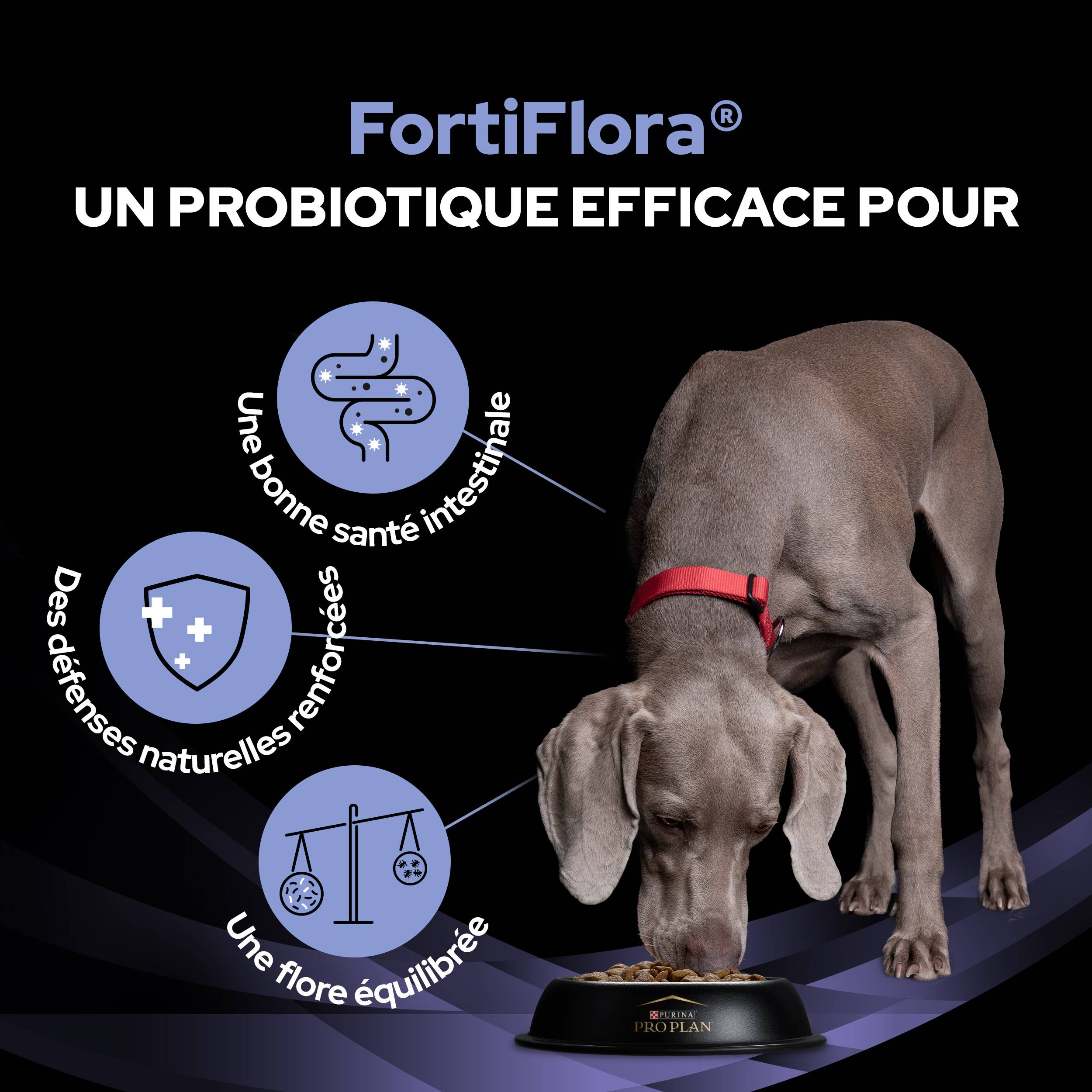 Purina Pro Plan - PRO PLAN FortiFlora - 30 g - Formule pour chiens - Image 3