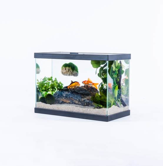 Pure Family - Aquarium pour poisson Start 35 13 L - Pure Family - Image 4