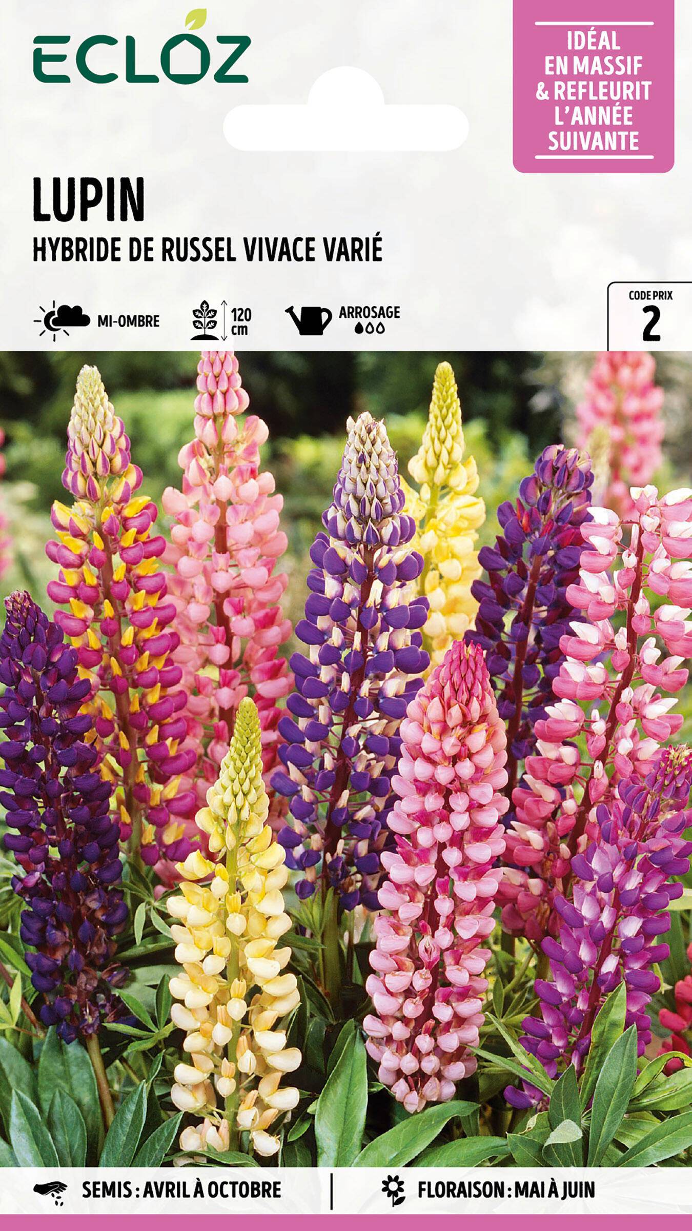 Ecloz - Lupin hybride de Russel vivace varié graines sachet 4 g - ECLOZ - Image 1