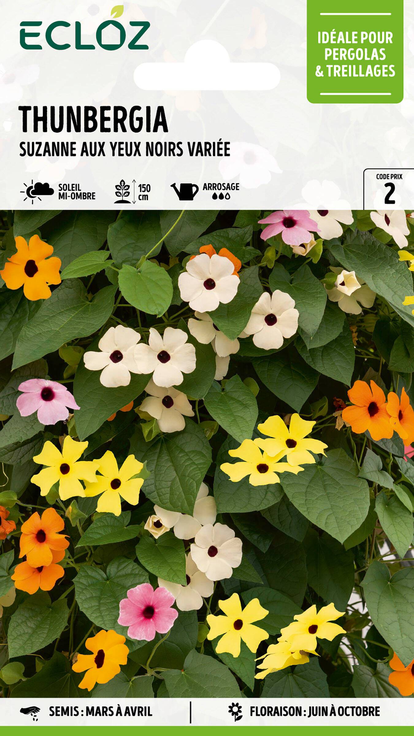 Ecloz - Thunbergia Suzanne aux yeux noirs variée graines sachet 1,5 g - ECLOZ - Image 1