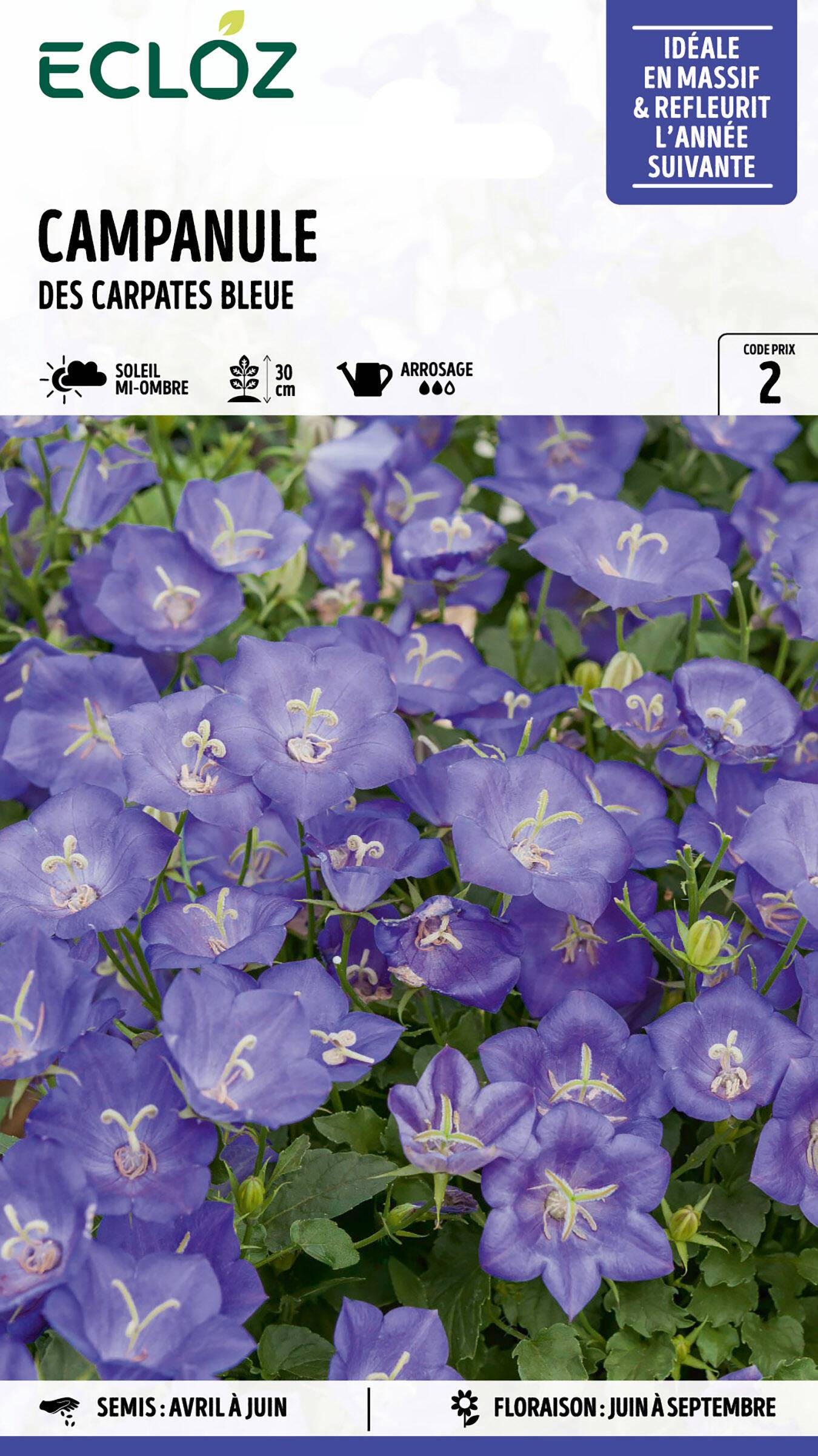 Ecloz - Campanule des Carpates bleue graines sachet 0,8 g - ECLOZ - Image 1