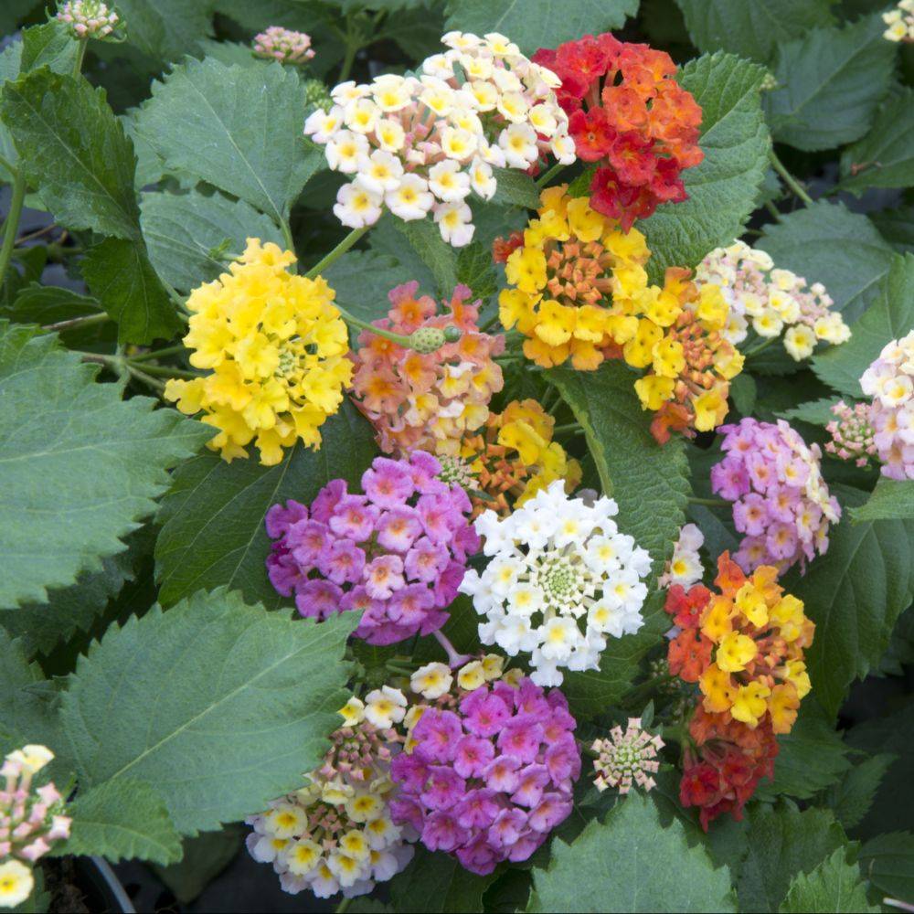 Lantana variés lot de 6 - Image 2
