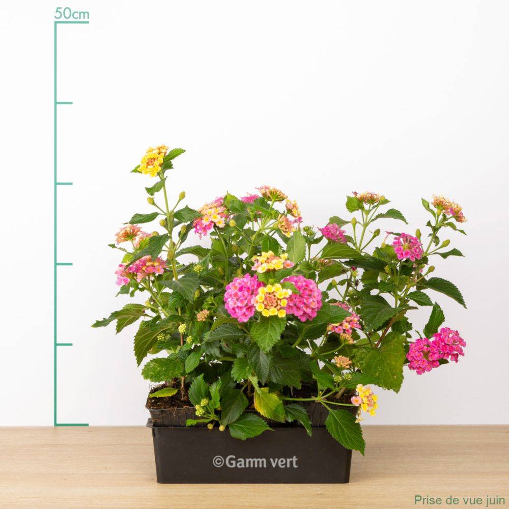 Lantana variés lot de 6 - Image 3