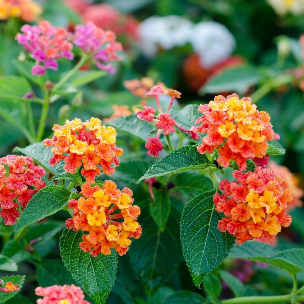 Lantana variés lot de 6 - Image 1