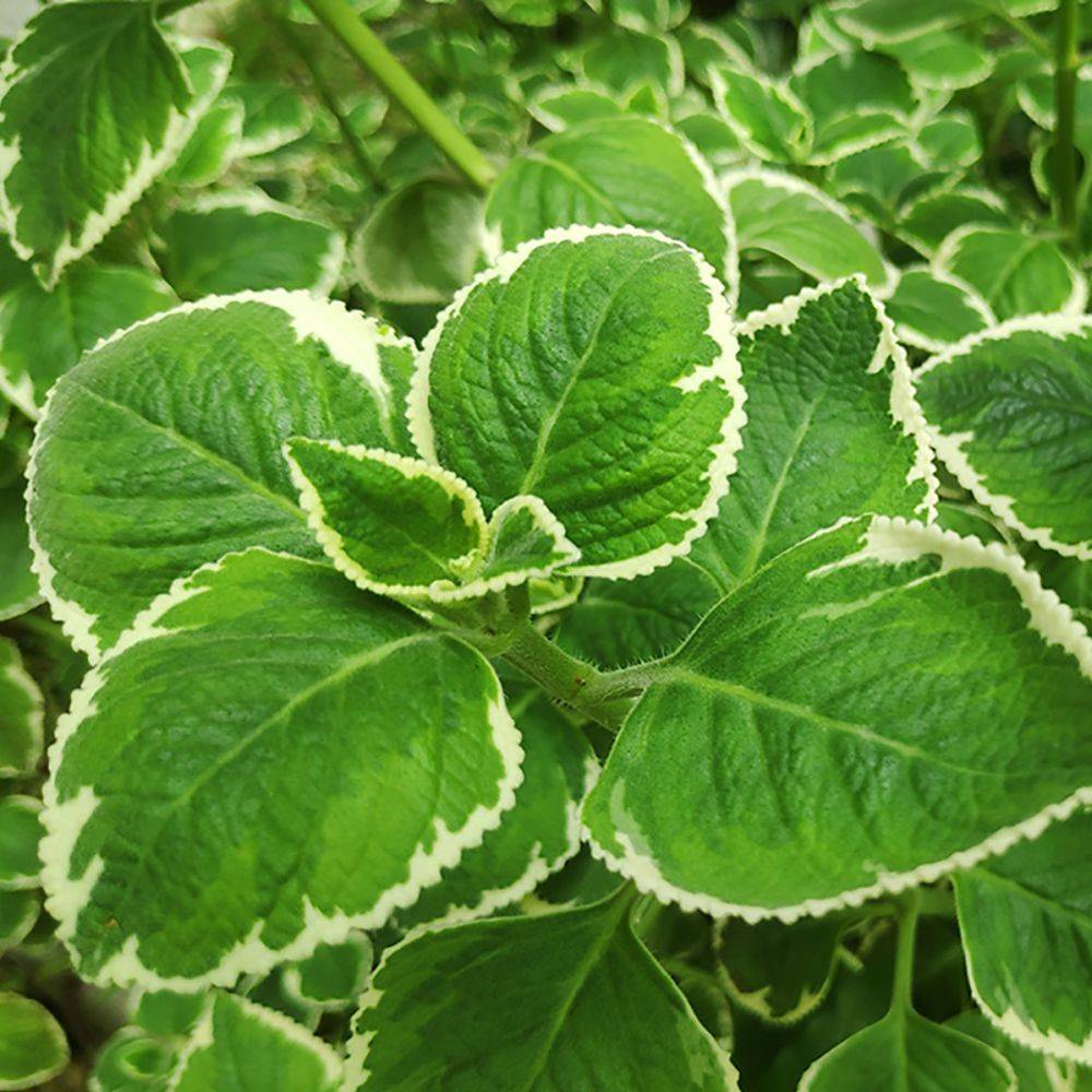 Plectranthus ciliatus