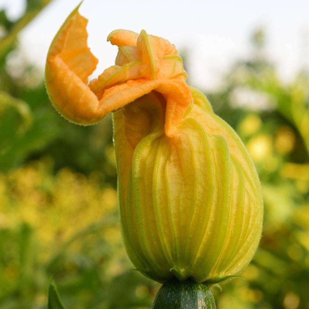 Courgette 'Diamant' lot de 3 - Image 7
