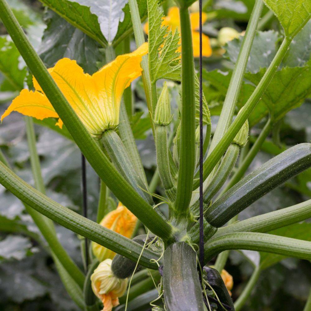 Courgette 'Diamant' lot de 3 - Image 9