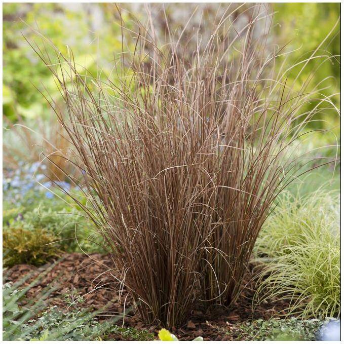 Carex buchananii - Graminée Laîche - Image 5