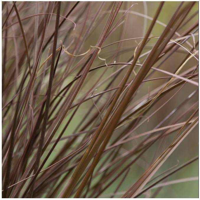 Carex buchananii - Graminée Laîche - Image 4