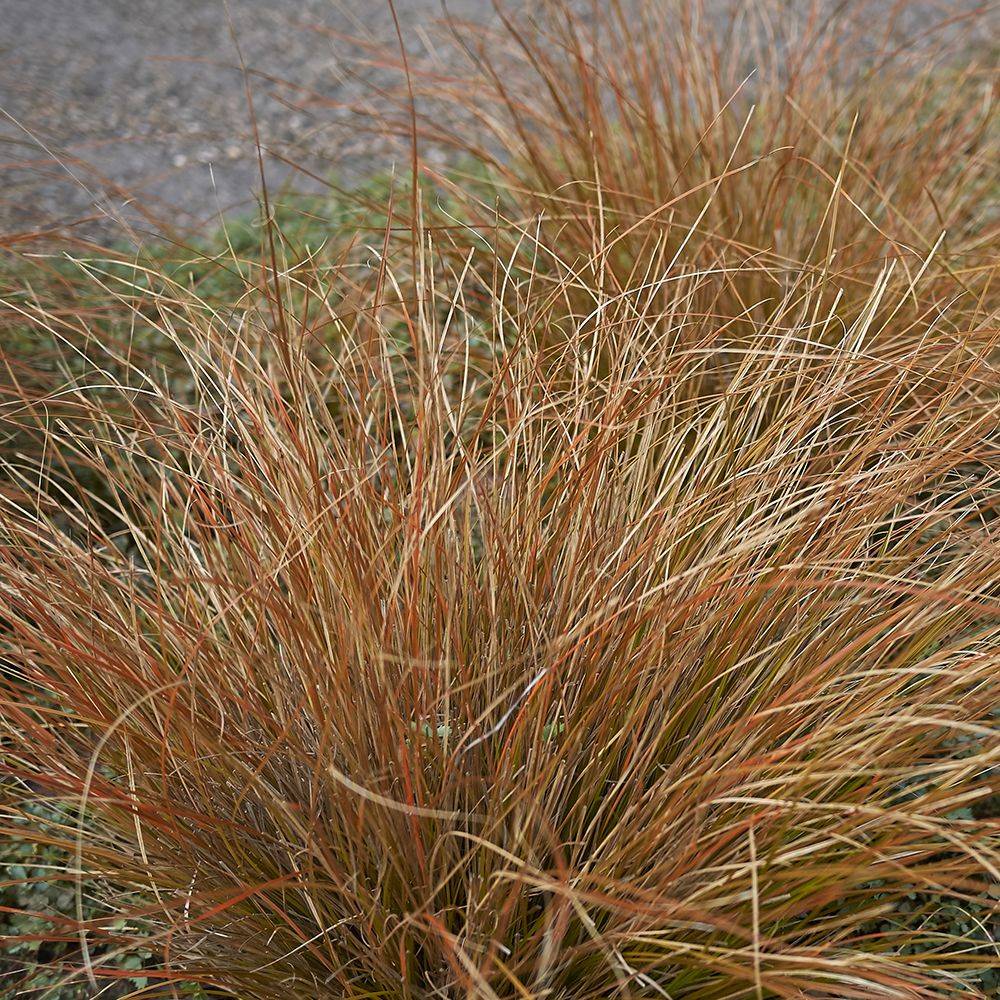 Carex buchananii - Graminée Laîche - Image 3