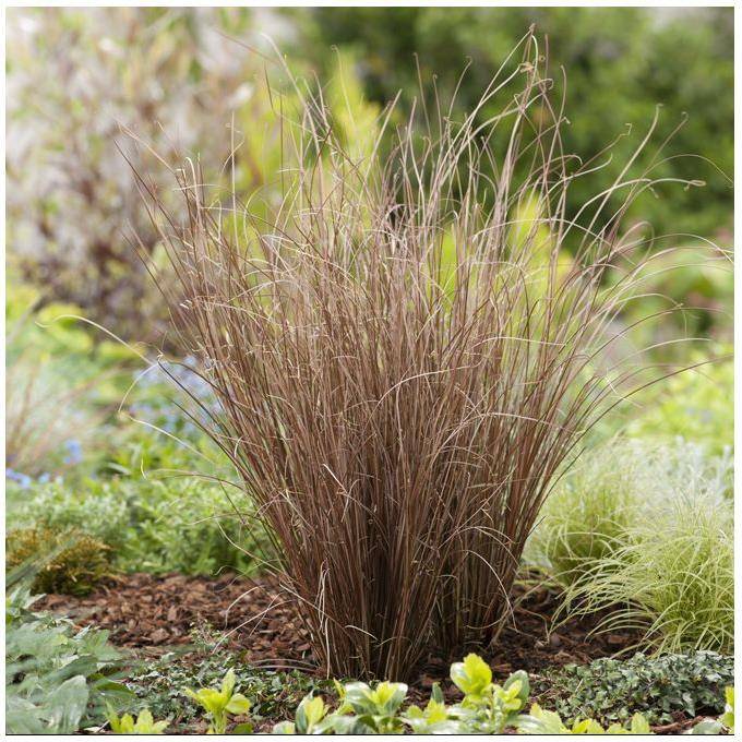 Carex buchananii - Graminée Laîche - Image 1