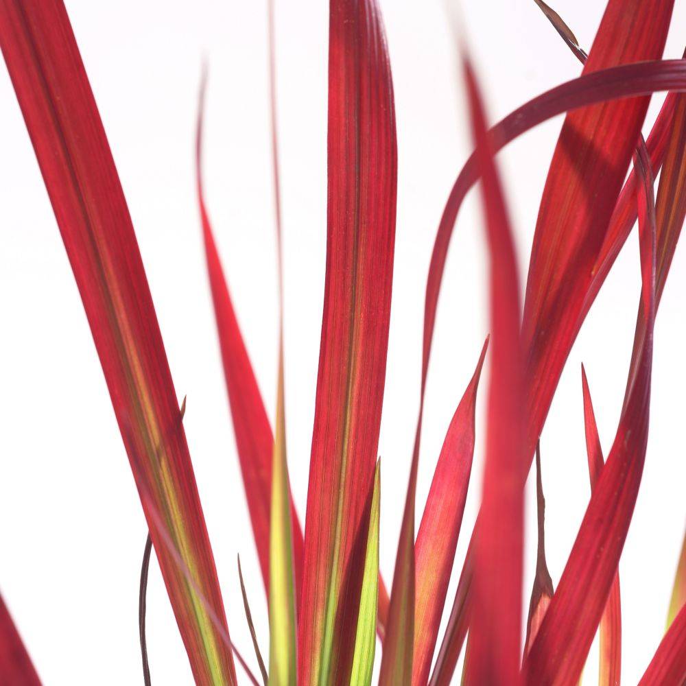 Imperata cylindrica Red baron - Image 3