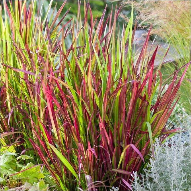 Imperata cylindrica Red baron - Image 7