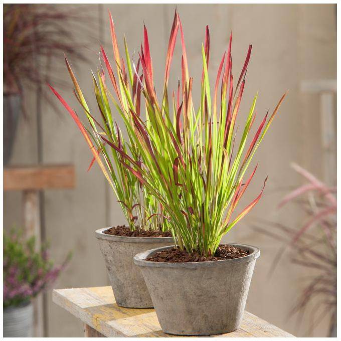 Imperata cylindrica Red baron - Image 5