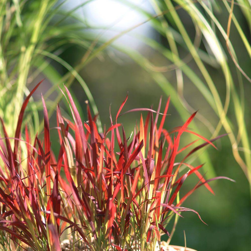 Imperata cylindrica Red baron - Image 6