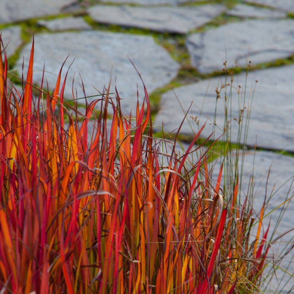 Imperata cylindrica Red baron - Image 4