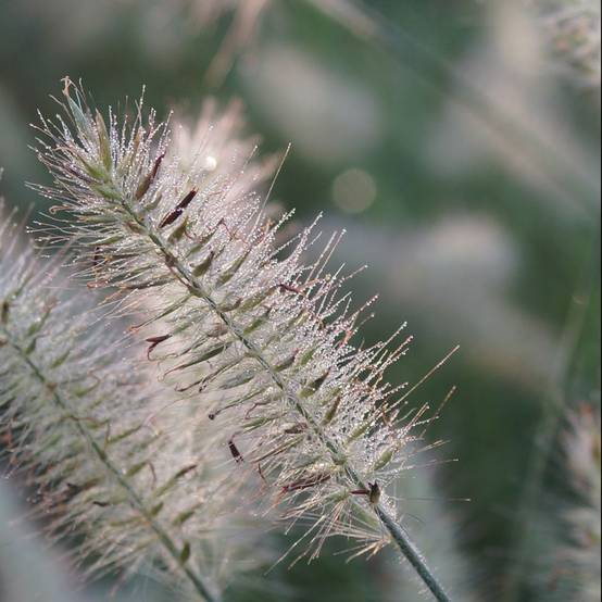 Pennisetum alopecuroides - Graminée Herbe aux écouvillons - Image 2