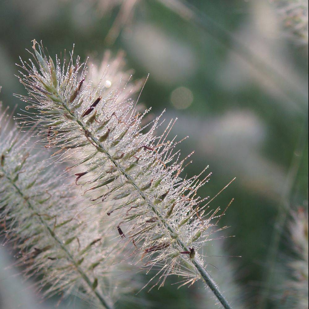 Pennisetum alopecuroides - Graminée Herbe aux écouvillons - Image 2