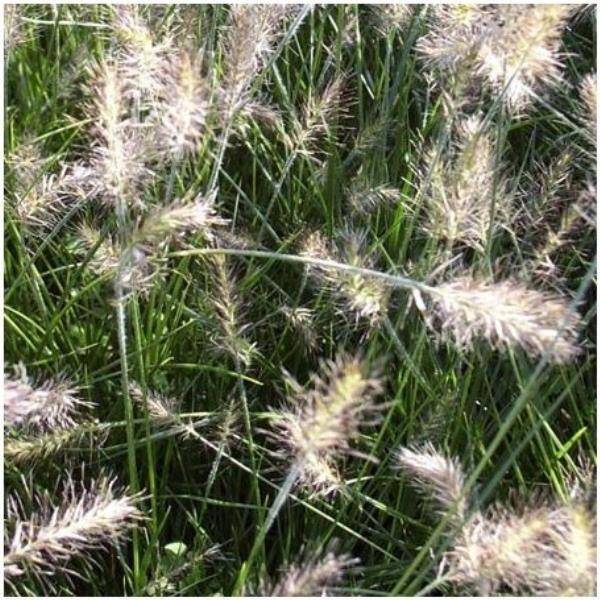 Pennisetum alopecuroides - Graminée Herbe aux écouvillons