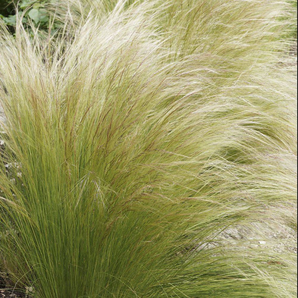 STIPA tenuissima en pot de 4 litres - Image 5