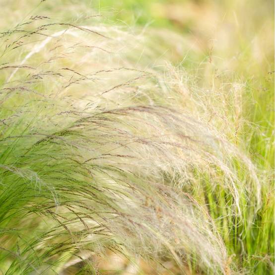 STIPA tenuissima en pot de 4 litres - Image 4