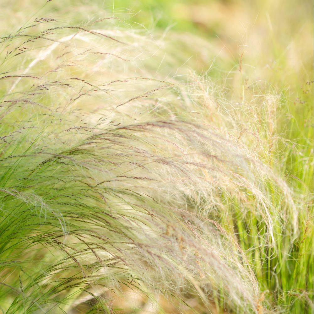 STIPA tenuissima en pot de 4 litres - Image 4