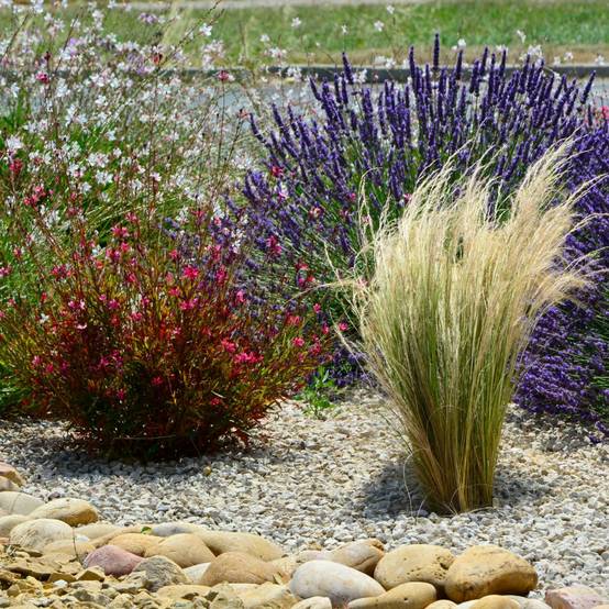 STIPA tenuissima en pot de 4 litres - Image 3
