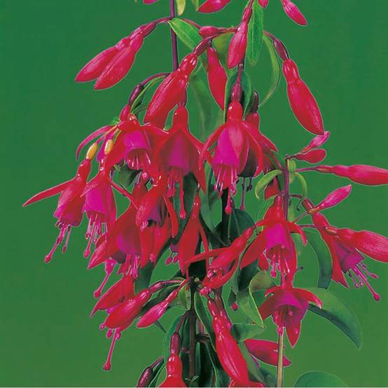 Fuchsia Bernisser hardy - Image 1