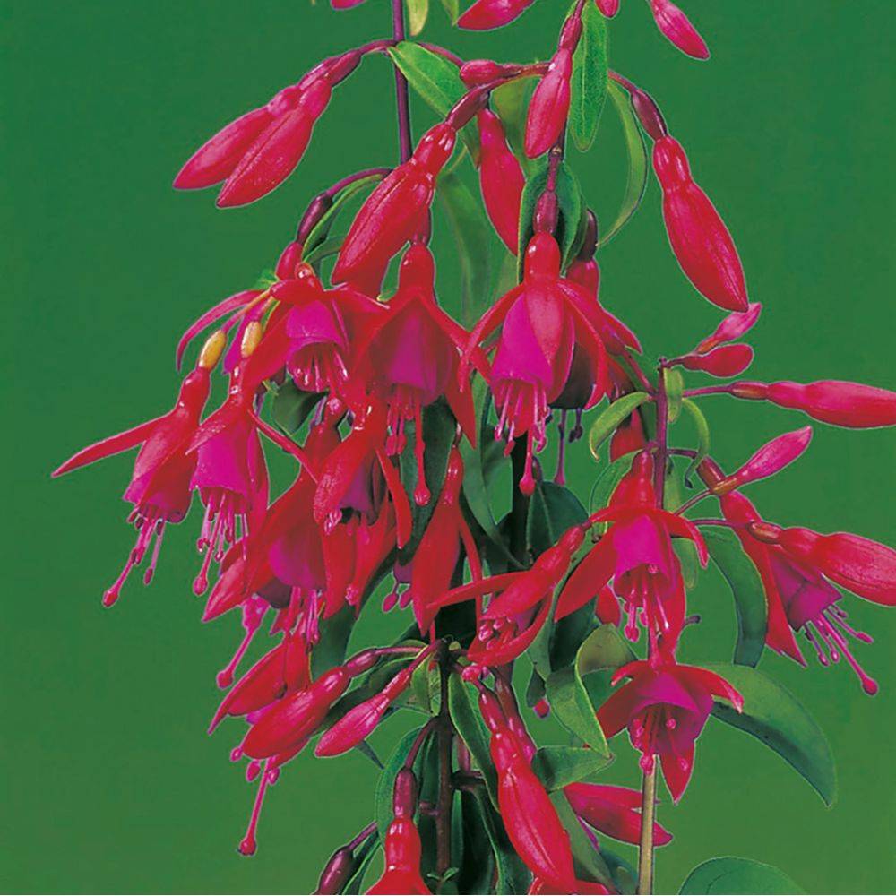 Fuchsia  Bernisser hardy