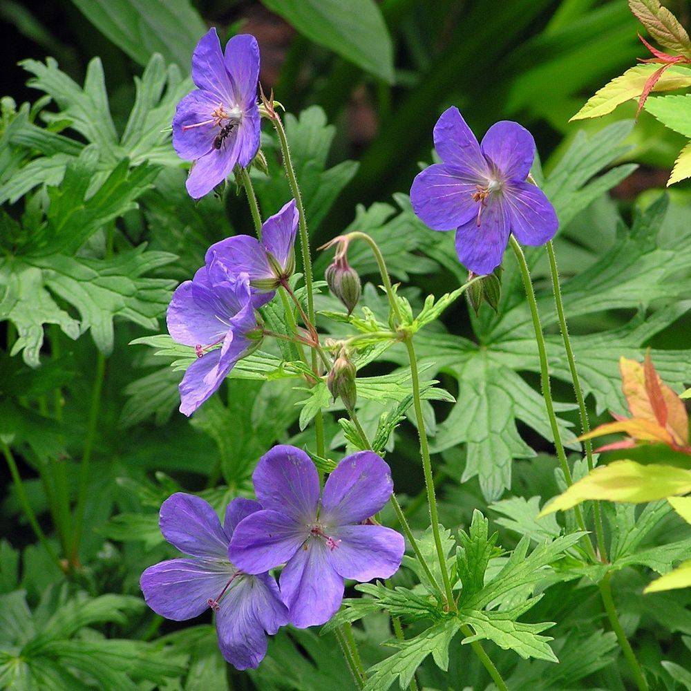 Géranium vivace 'Johnson's blue' - Image 1