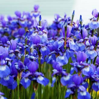 Iris de Sibérie - Iris des marais - Iris sibirica