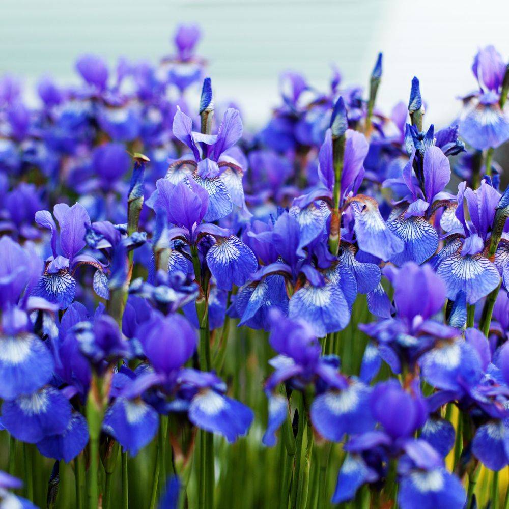 Iris de Sibérie - Iris des marais - Iris sibirica