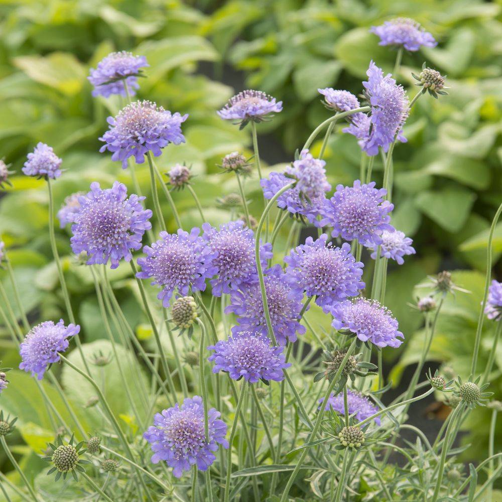 Scabiosa columbaria 'Butterfly Blue'Théma: Réveil du jardin - Scabieuse - Image 1