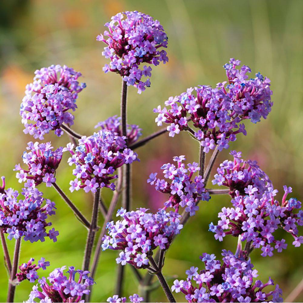 Verbena bonariensis 'Lollipop' - Théma: les mellifères - Verveine de Buenos Aires - Image 3