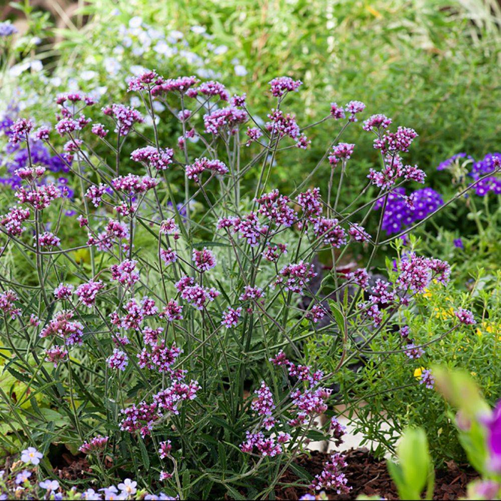Verbena bonariensis 'Lollipop' - Théma: les mellifères - Verveine de Buenos Aires - Image 1