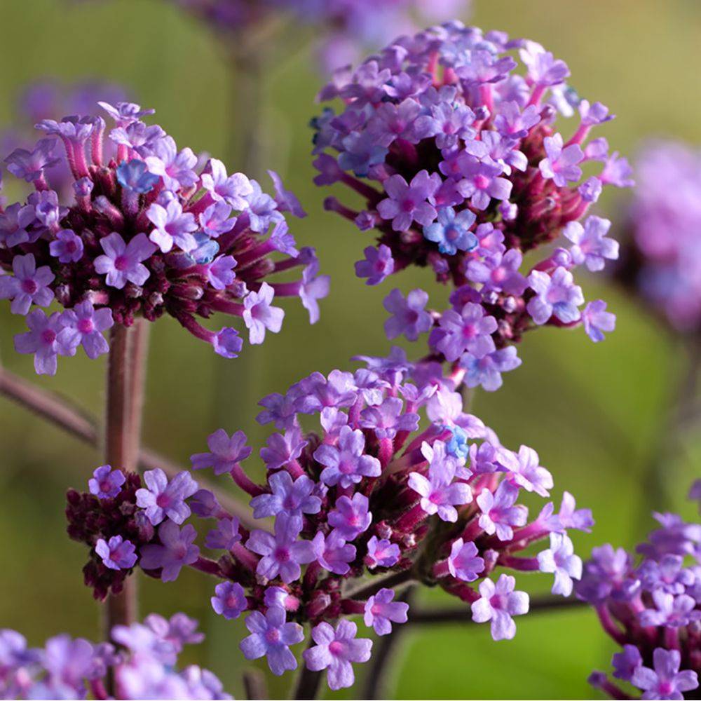 Verbena bonariensis 'Lollipop' - Théma: les mellifères - Verveine de Buenos Aires - Image 5