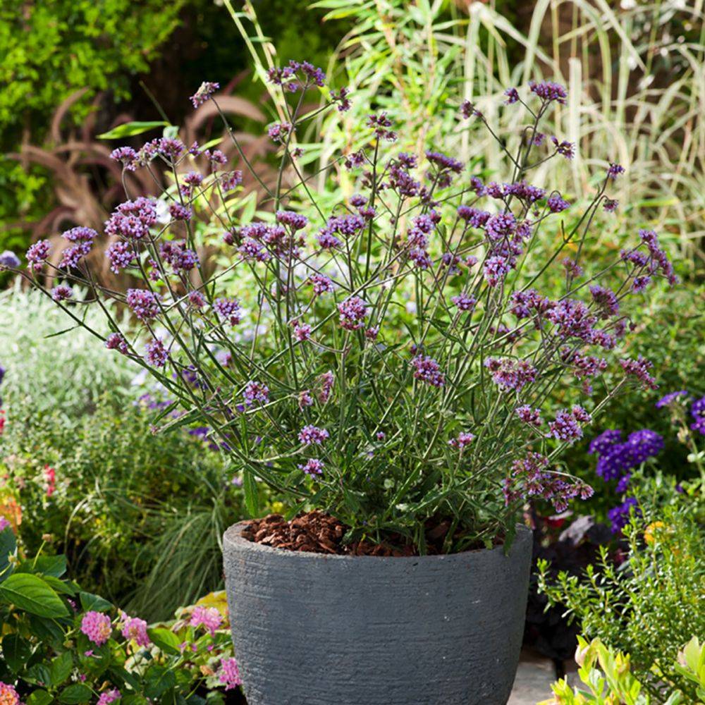 Verbena bonariensis 'Lollipop' - Théma: les mellifères - Verveine de Buenos Aires - Image 4