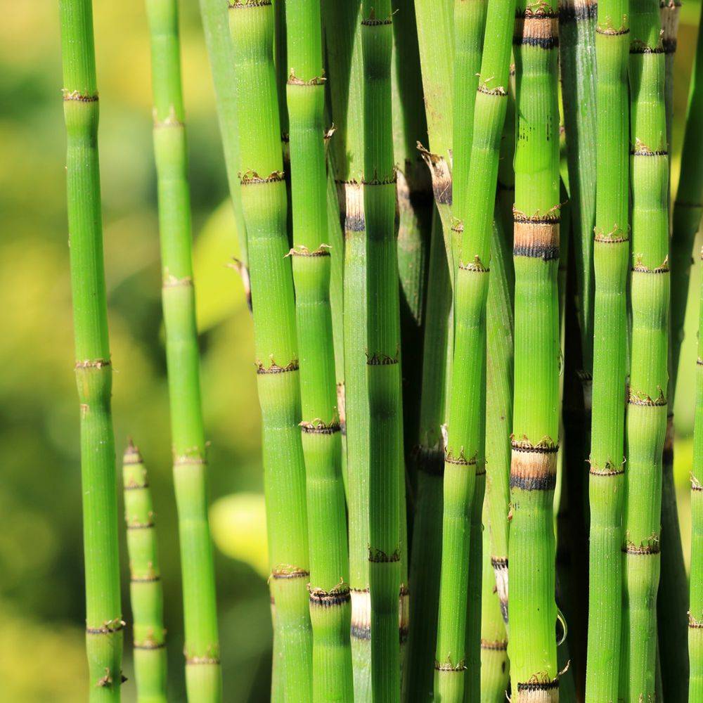 Equisetum hyemale - Prêle des rivières - Image 1