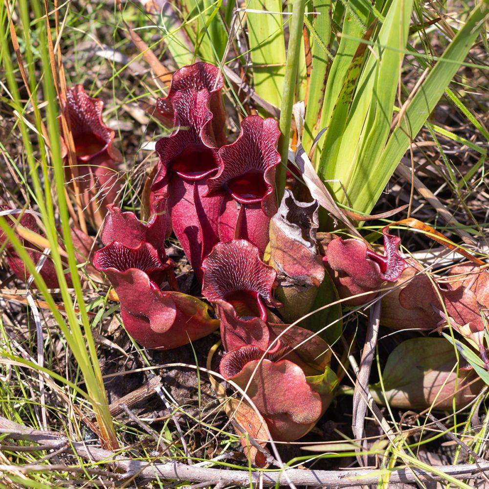Sarracenia purpurea 'Venosa' - Plante carnivore