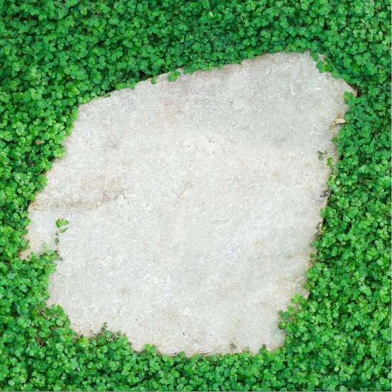 Helxine - Soleirolia soleirolii - Image 2