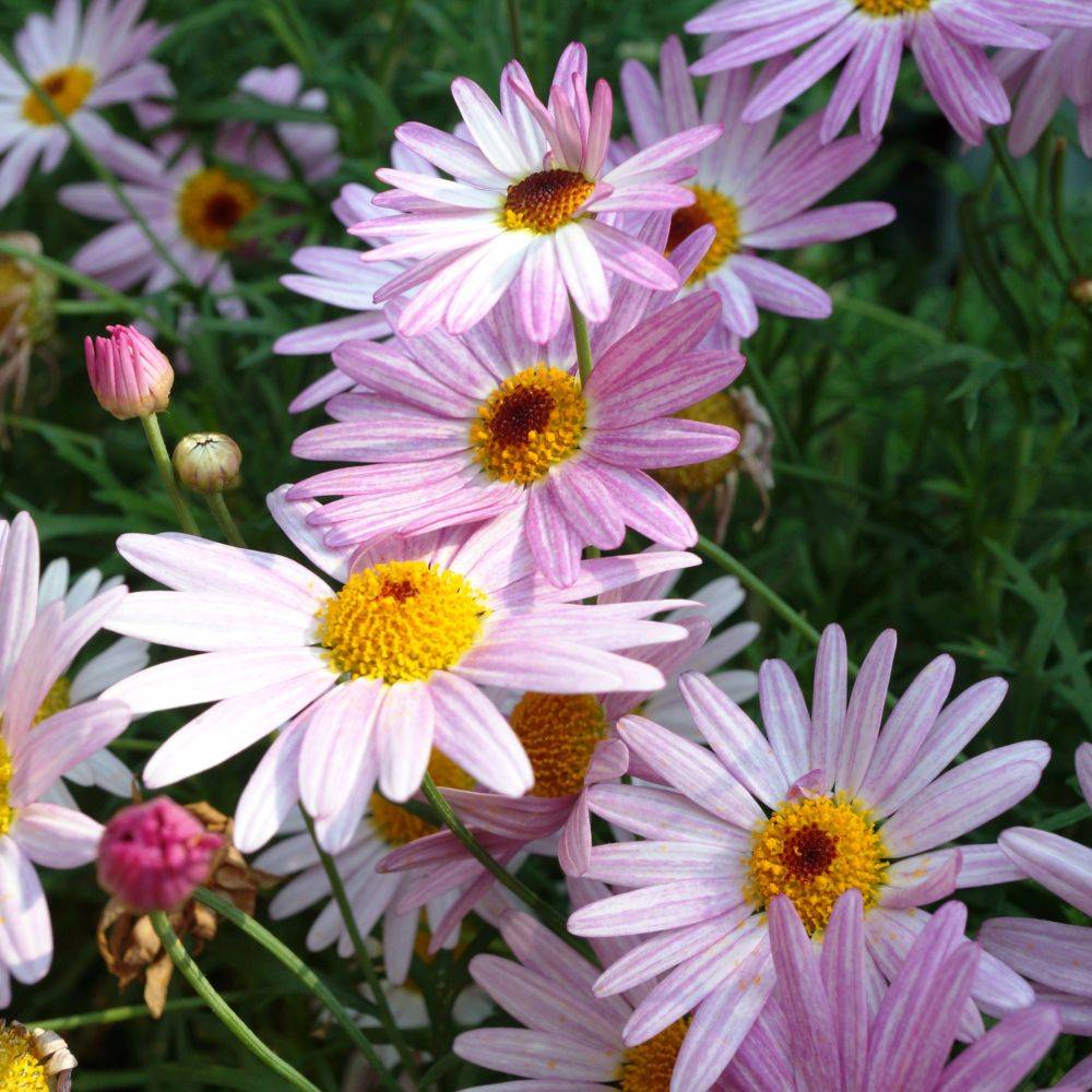 Tanacetum coccineum 'Robinson's Pink' - Tanaisie - Image 2