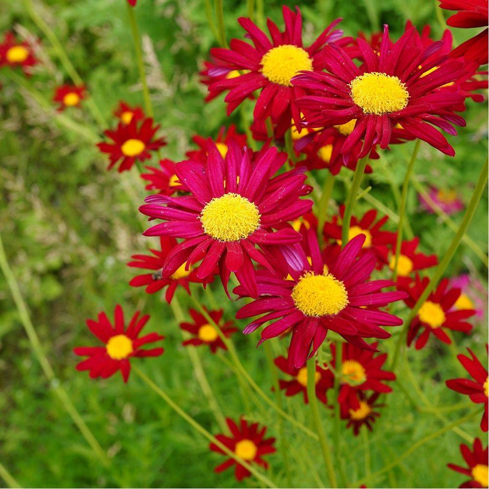 Tanacetum coccineum 'Robinson's Red' - Tanaisie