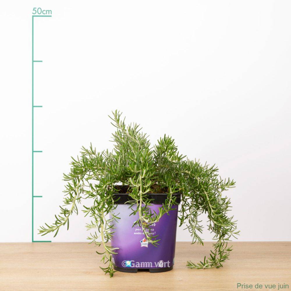 ROSMARINUS 'Pointe du Raz' en pot de 2 litres - Image 2