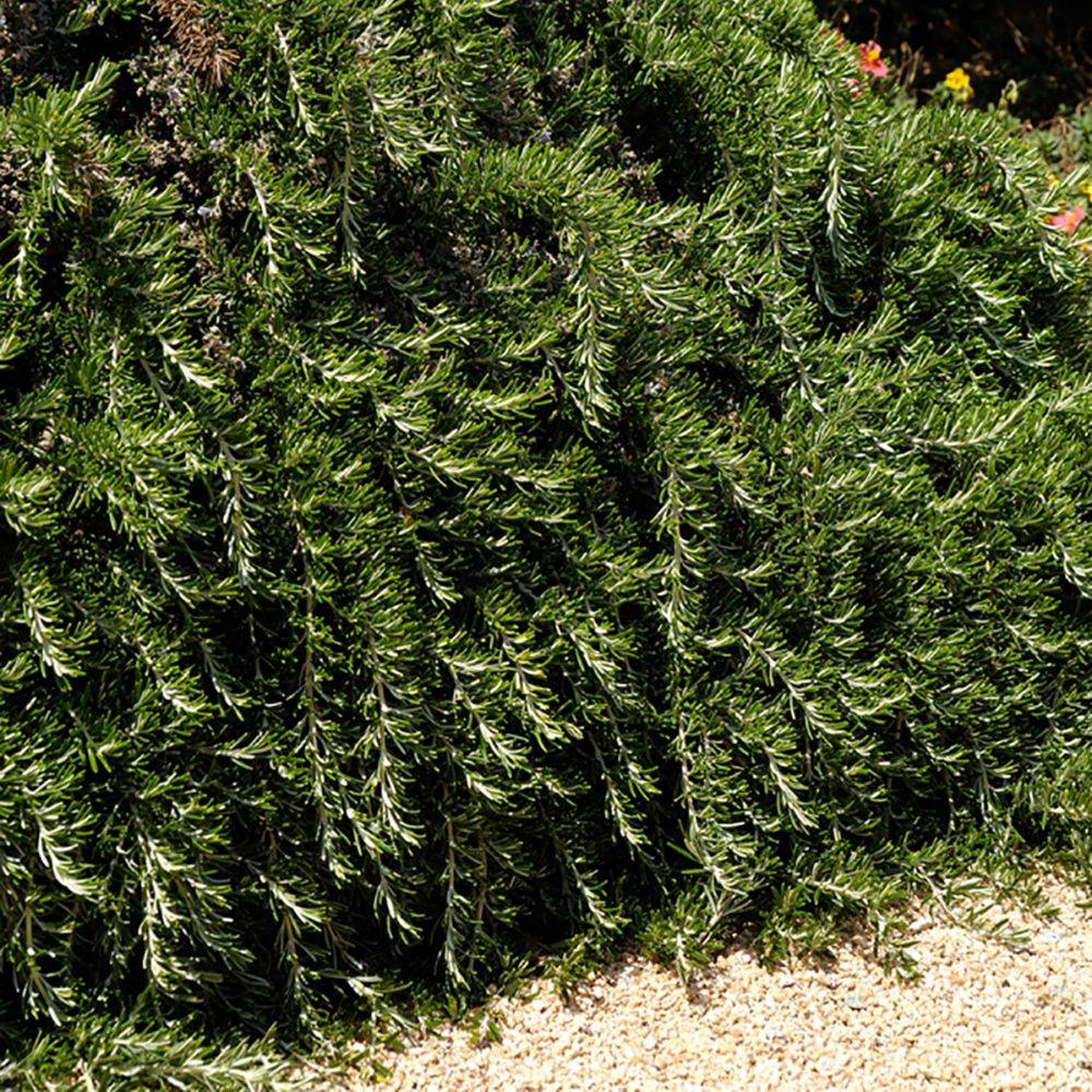 ROSMARINUS 'Pointe du Raz' en pot de 2 litres - Image 6