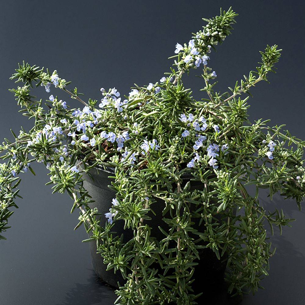 ROSMARINUS 'Pointe du Raz' en pot de 2 litres - Image 3