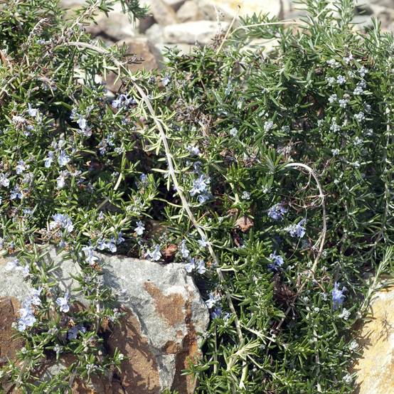 ROSMARINUS 'Pointe du Raz' en pot de 2 litres - Image 8