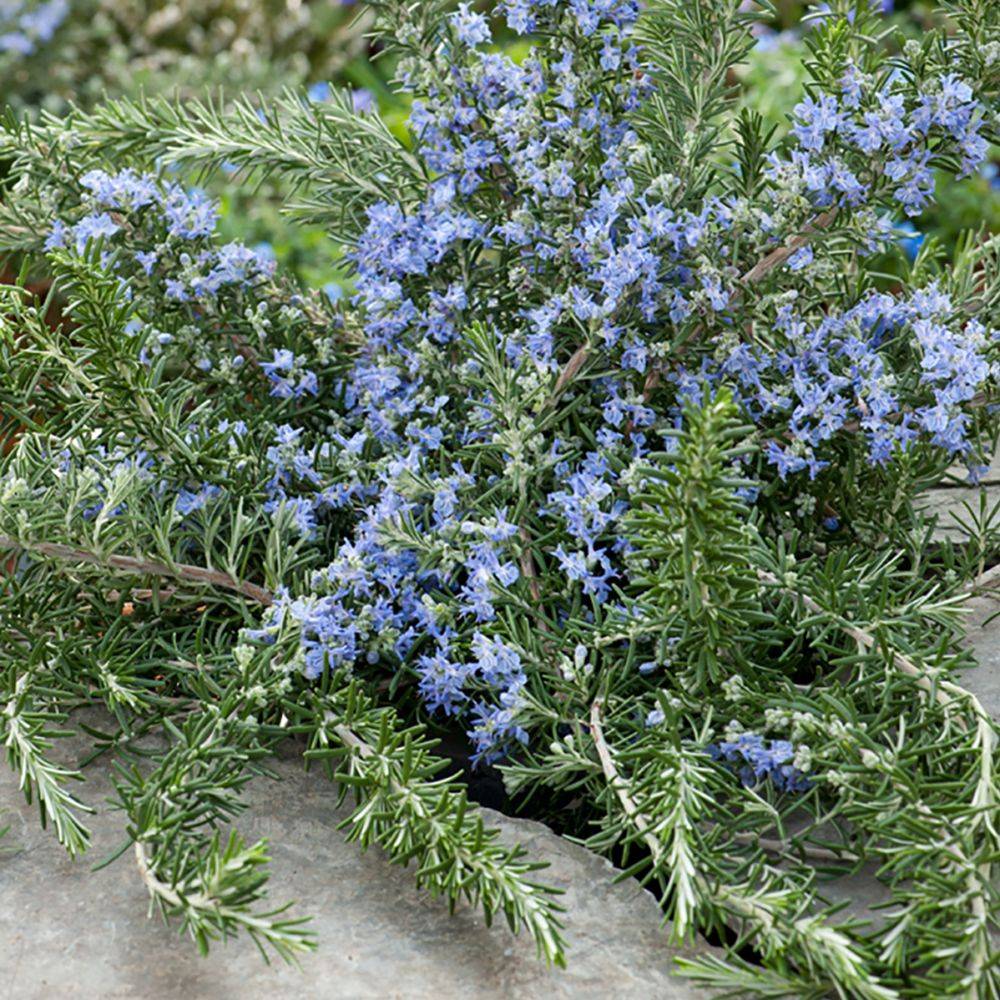 ROSMARINUS 'Pointe du Raz' en pot de 2 litres - Image 1